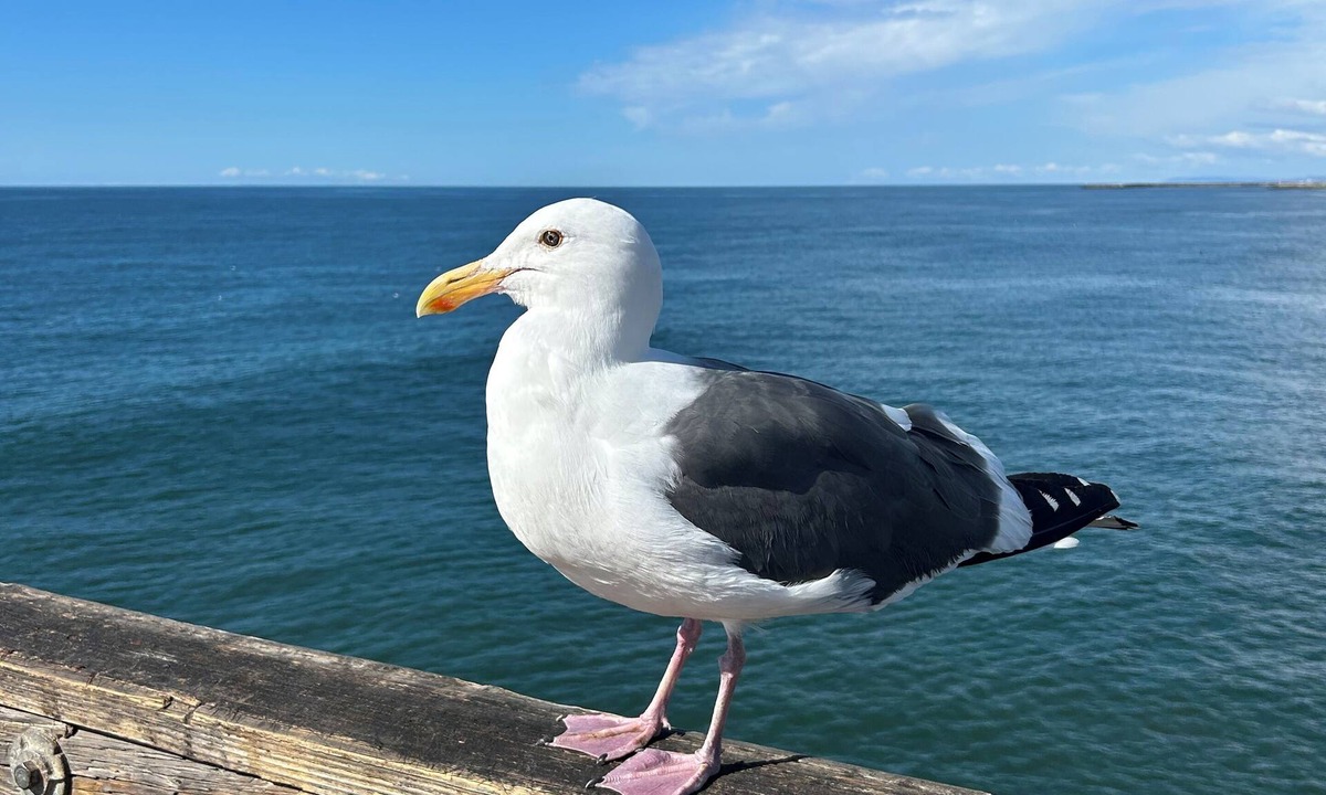 San Luis Rey House | Stunning Pet Friendly, Ca. coastal, Spanish home, 3 bdrm, 2.5 bath.