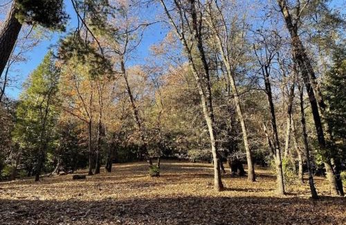 Phoenix Lake-Cedar Ridge Other | Gold Rush Historical Resort
