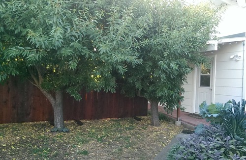 Freestone Cottage | Private Cottage in the Olive Grove