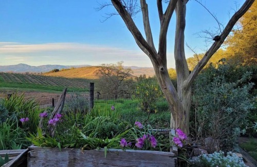 Healdsburg House | Westside Vista Wine Country Guest House