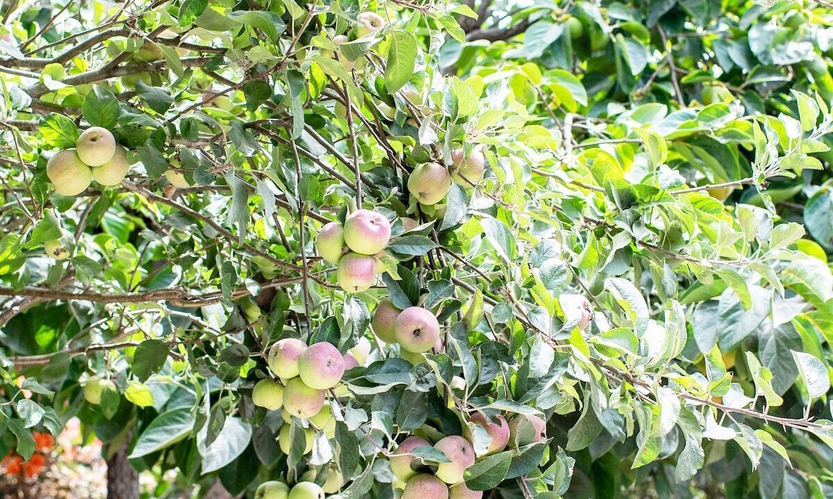 Photo of Outdoor in Montecito
