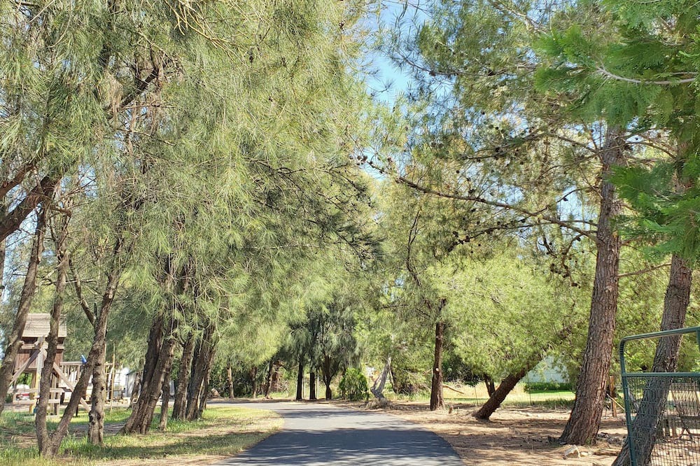 Photo of Outdoor in Woodland