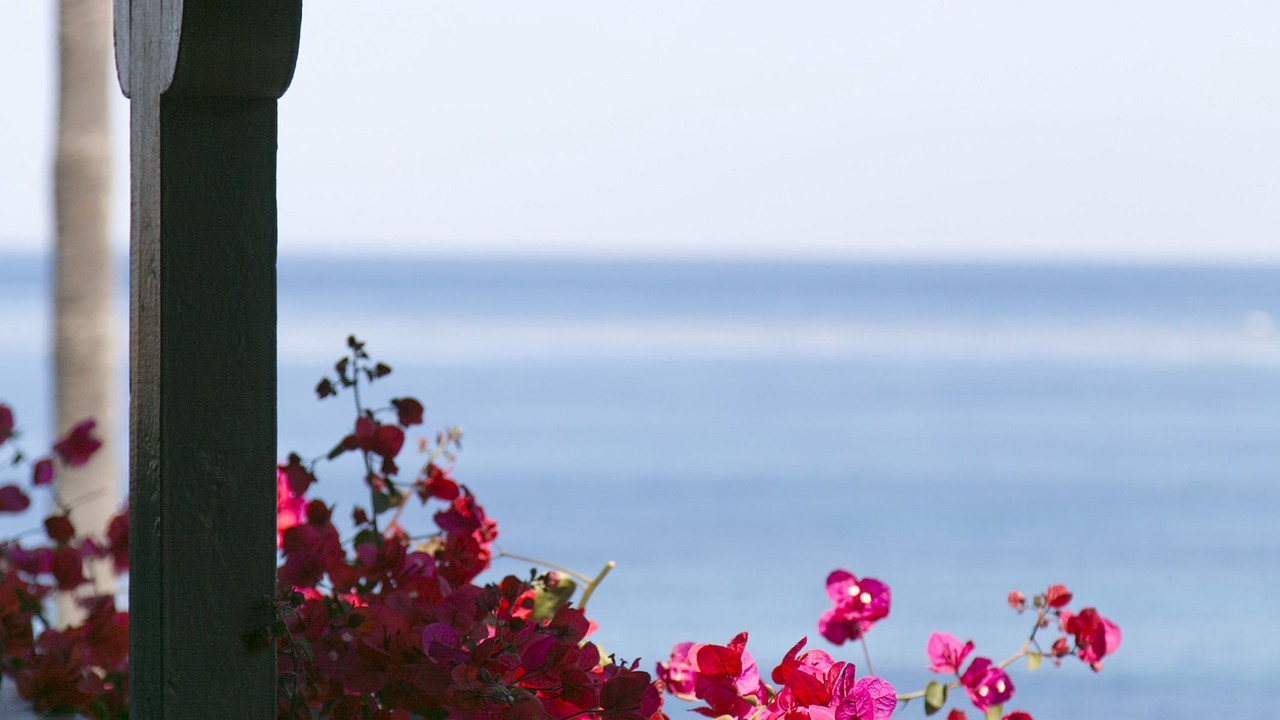 Photo of Others in Village of La Jolla