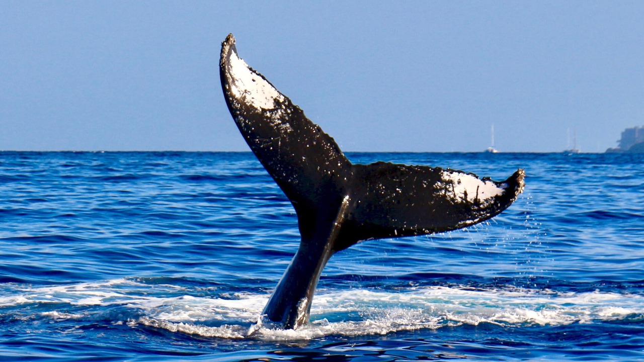 Photo of Others in San Simeon