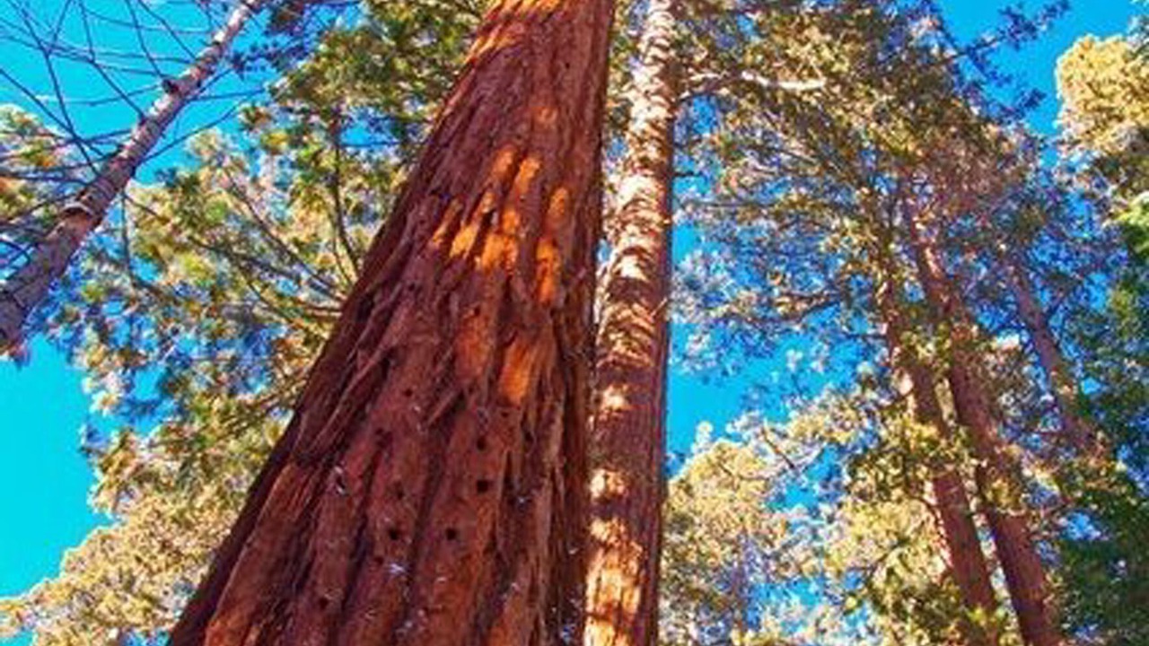 Photo of Outdoor in Yosemite West