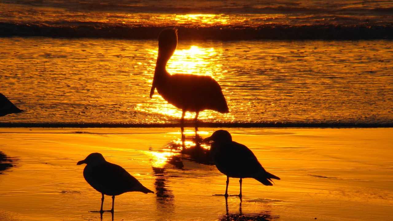 Photo of Others in Pajaro Dunes