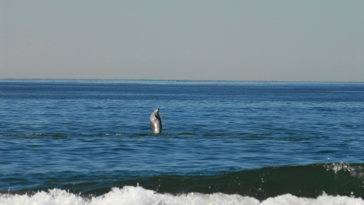 Photo of Others in Pajaro Dunes