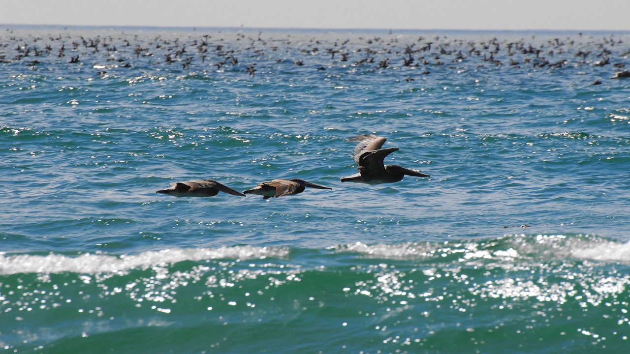 Photo of Others in Pajaro Dunes