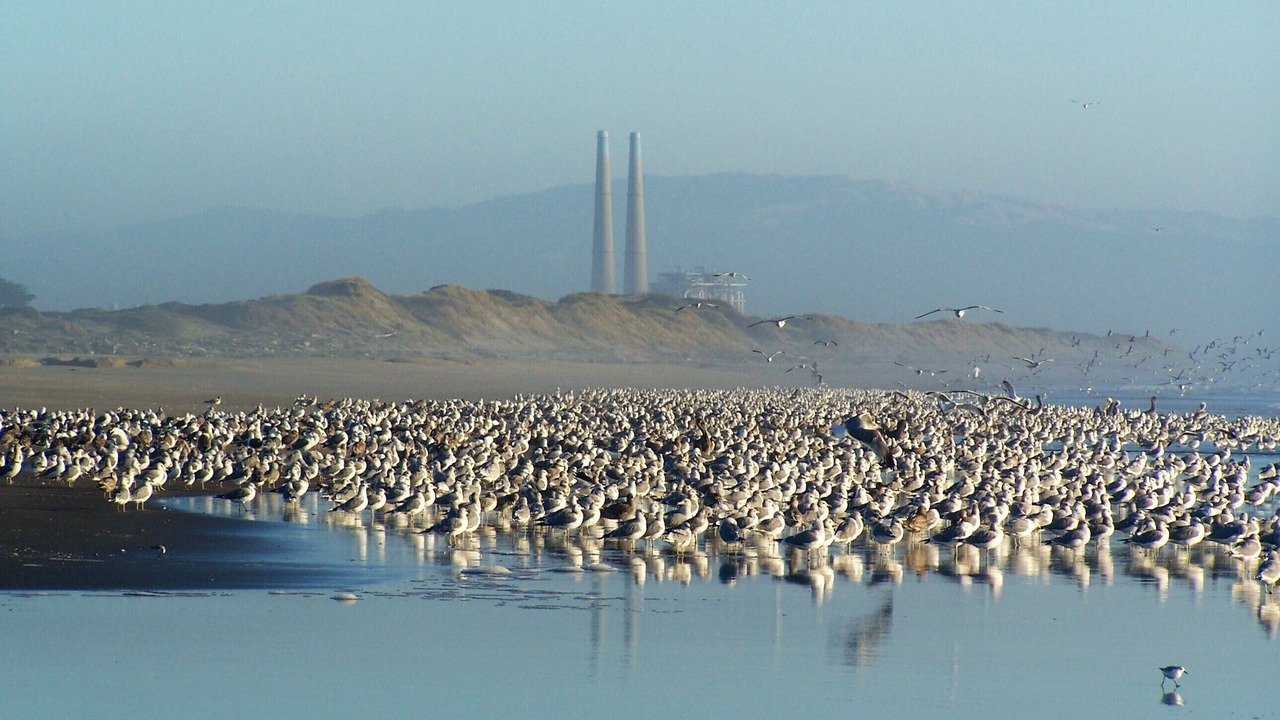 Photo of Others in Pajaro Dunes