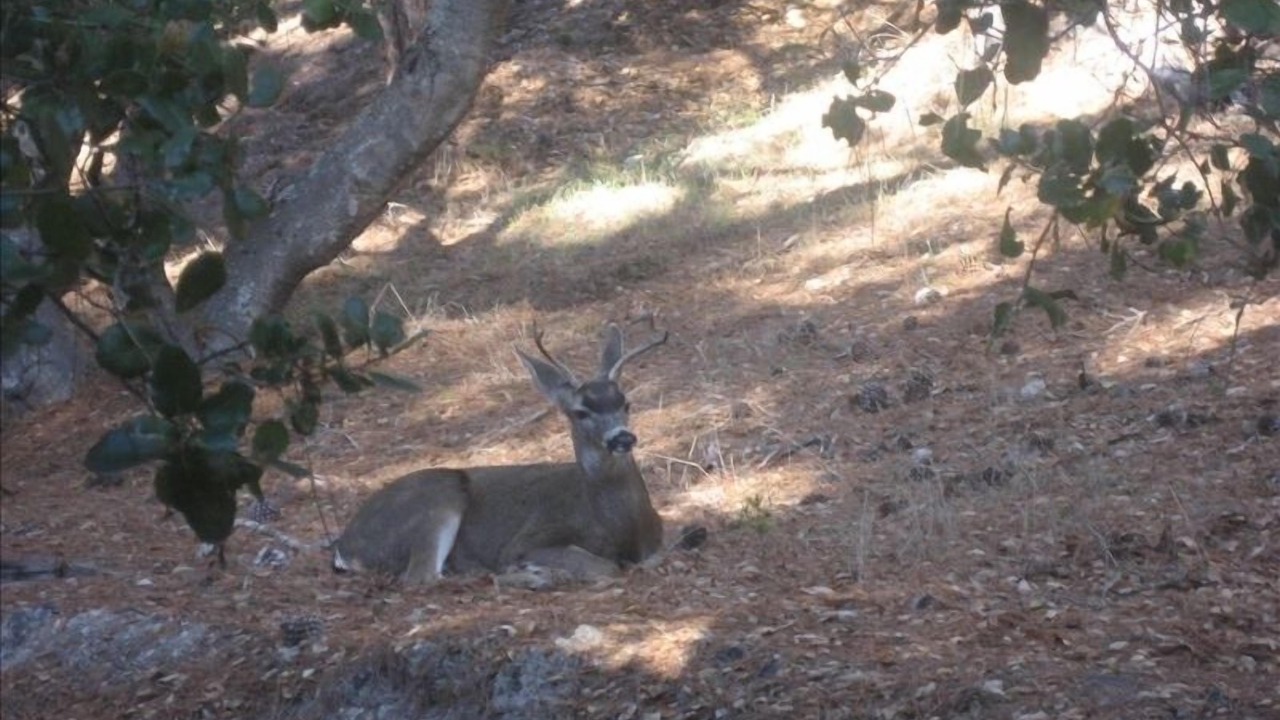 Photo of Others in Carmel