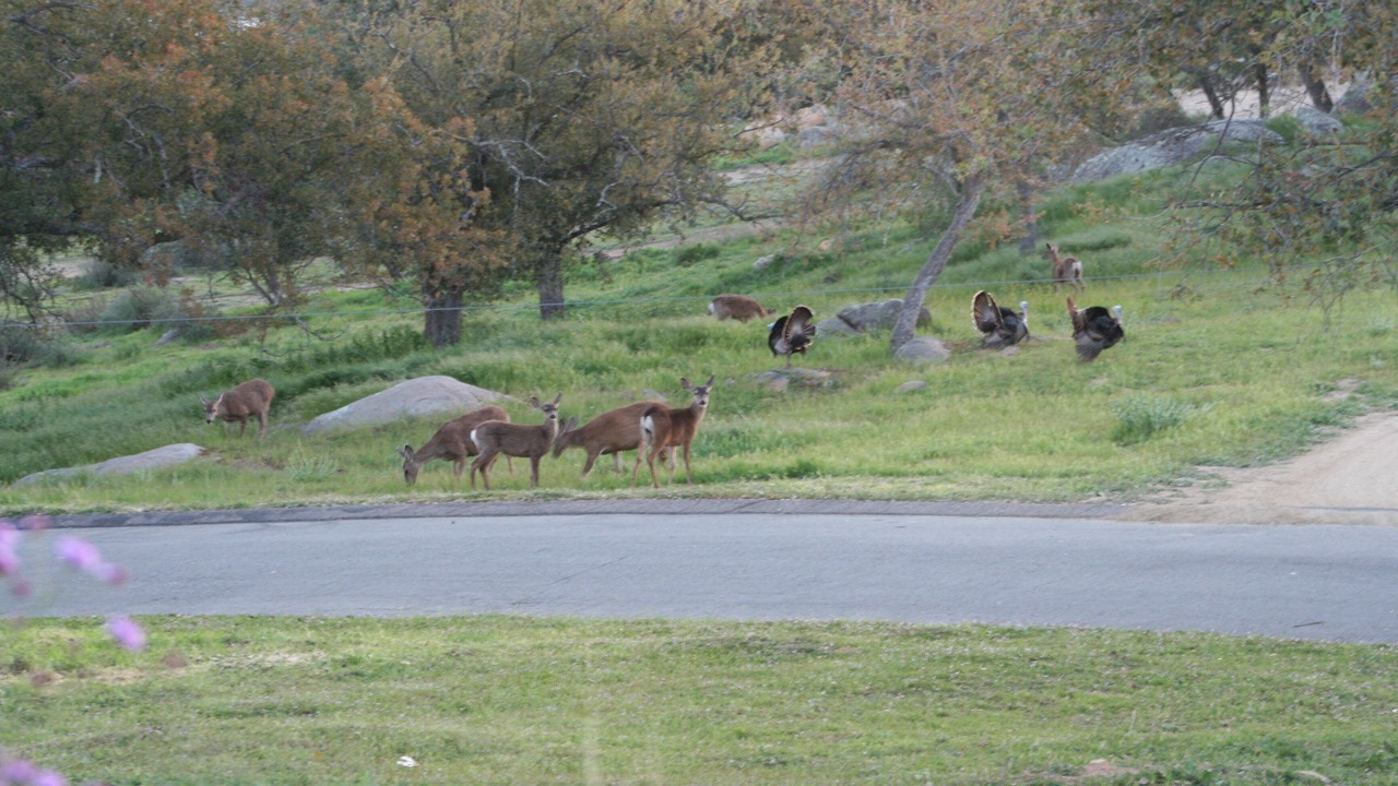 Photo of Outdoor in Ramona