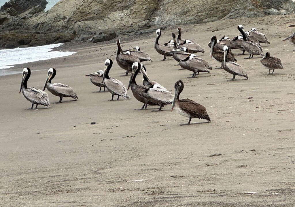 Photo of Others in Cayucos