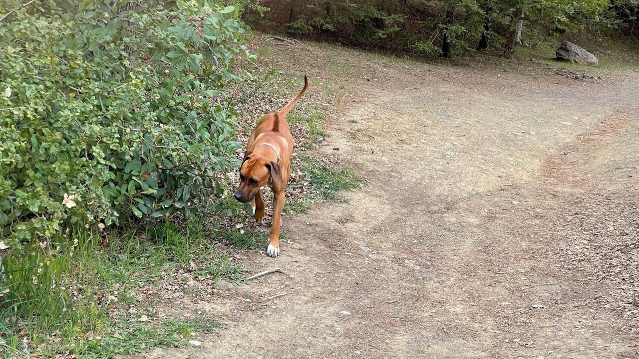 Photo of Outdoor in Central Portola Valley