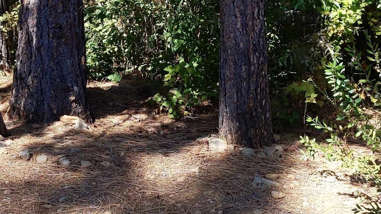 Photo of Outdoor in Cave Junction