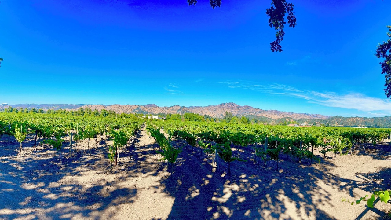 Photo of Others in Yountville